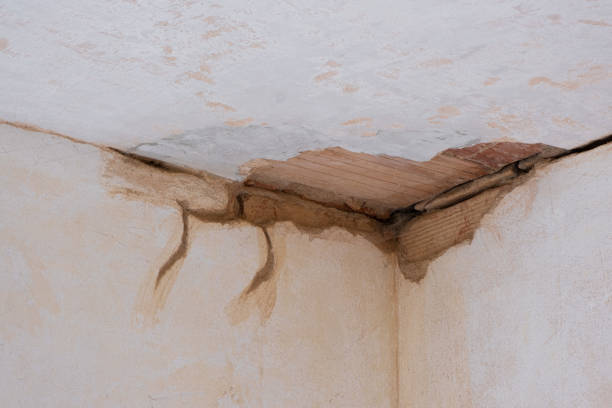 Best Water damage contractors near me  in Graceville, FL